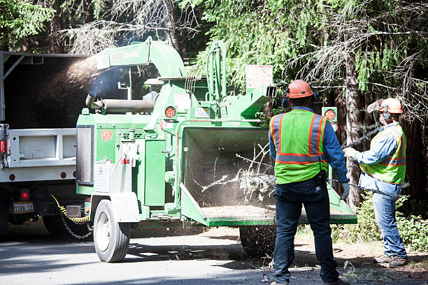 Best Hazardous Tree Removal  in New Lisbon, WI