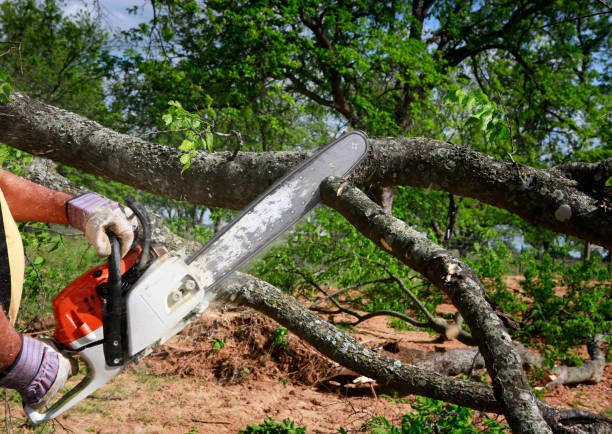 Trusted New Lisbon, WI Tree Services Experts